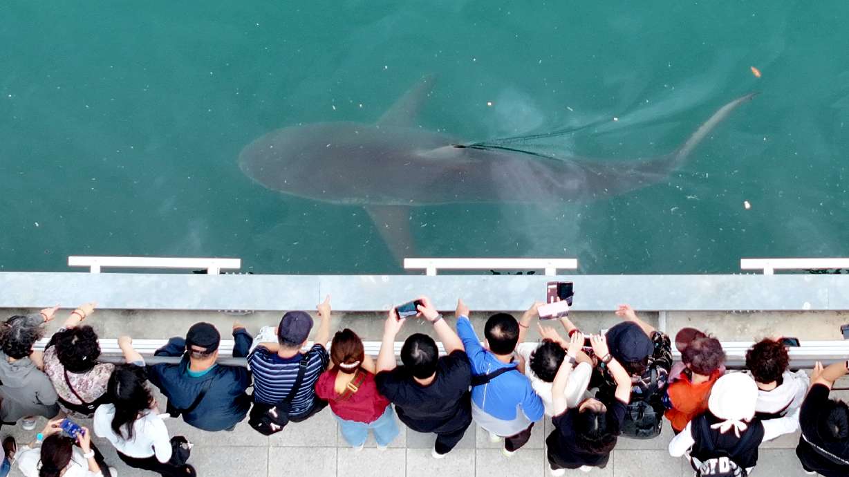 South Korea embraces a huge shark slowly circling a canal in the country's biggest port city