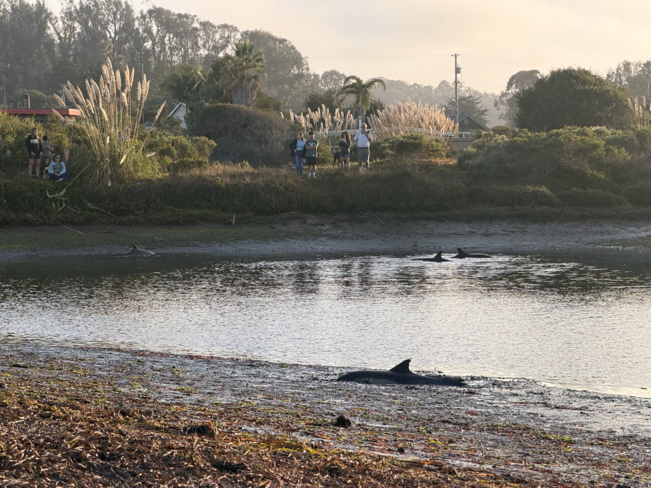 Common dolphin_9.29.26_Cuesta Inlet in Morro Bay_Photo The Marine Mammal Center.jpg