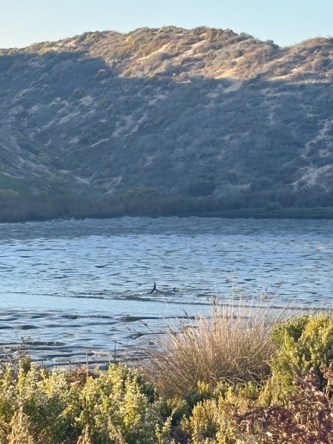 Common dolphin_9.29.26_Shark Inlet in Morro Bay_Photo The Marine Mammal Center (003).jpg