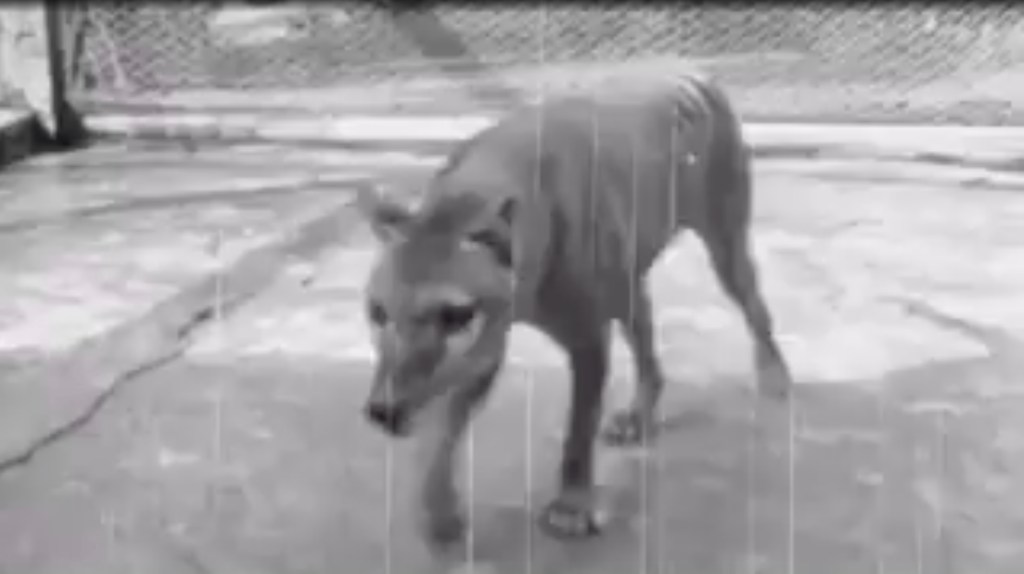 Black and white Thylacine footage.
