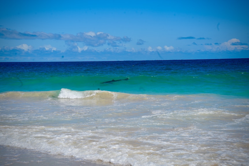 A shark is seen circling about five metres from shore at beach.