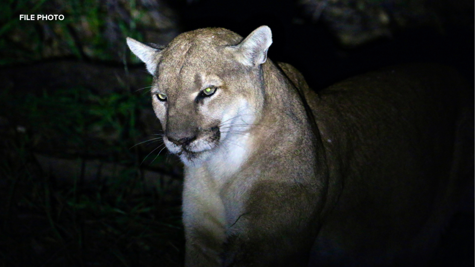 Mountain lion spotted in San Francisco Golden Gate Park Panhandle at Fell and Baker streets, authorities say