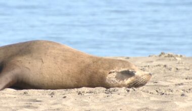Sick sea lion dies on San Francisco's Crissy Field Beach in domoic acid neurotoxin case connected to warmer ocean waters, El Niño