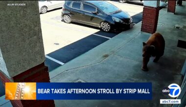 Bear spotted strolling near Alur Studios, other businesses in Glendora strip mall, video shows