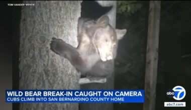 Bear cubs climb trees, break into San Bernardino County home in wild encounter