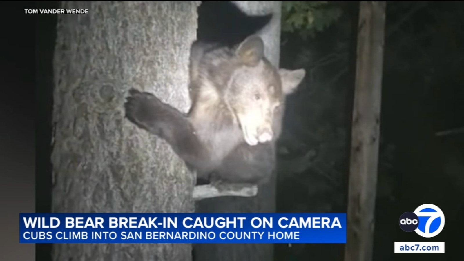 Bear cubs climb trees, break into San Bernardino County home in wild encounter