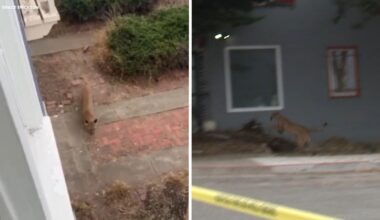 Mountain lion captured in dramatic standoff after roaming San Francisco's Outer Sunset neighborhood
