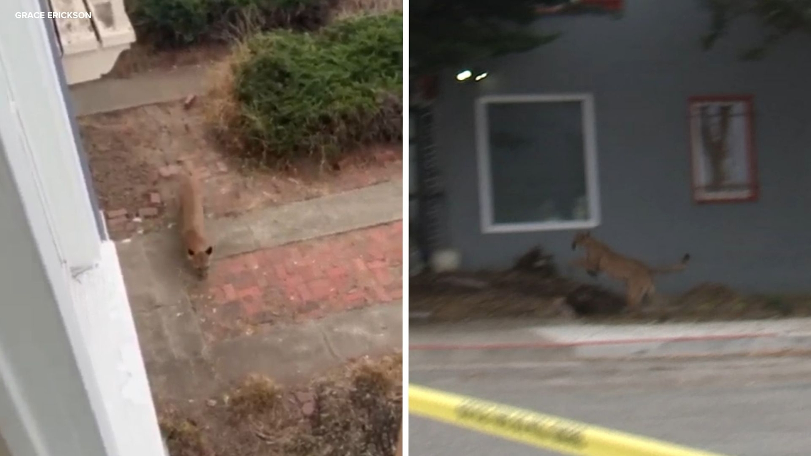 Mountain lion captured in dramatic standoff after roaming San Francisco's Outer Sunset neighborhood