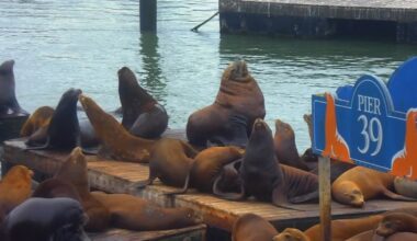 Massive Steller sea lion appears on Pier 39 docks at San Francisco's Fisherman's Wharf. Is it Chonkers?