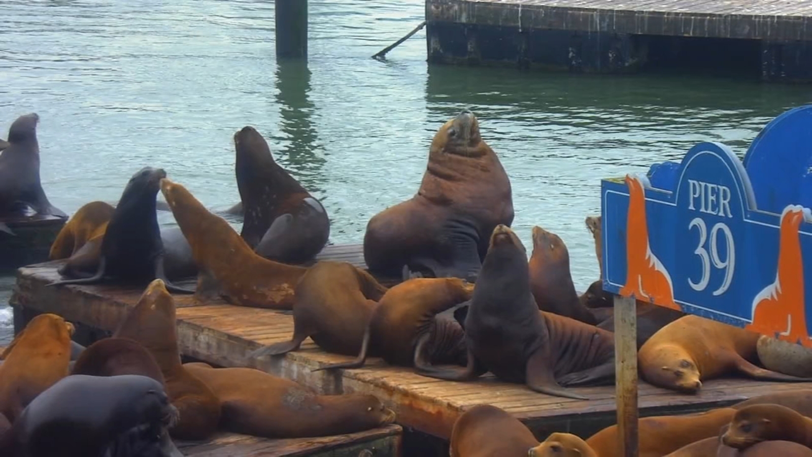 Massive Steller sea lion appears on Pier 39 docks at San Francisco's Fisherman's Wharf. Is it Chonkers?