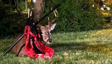 Deer with pole tangled in antlers draws concern from Midland Park, NJ residents