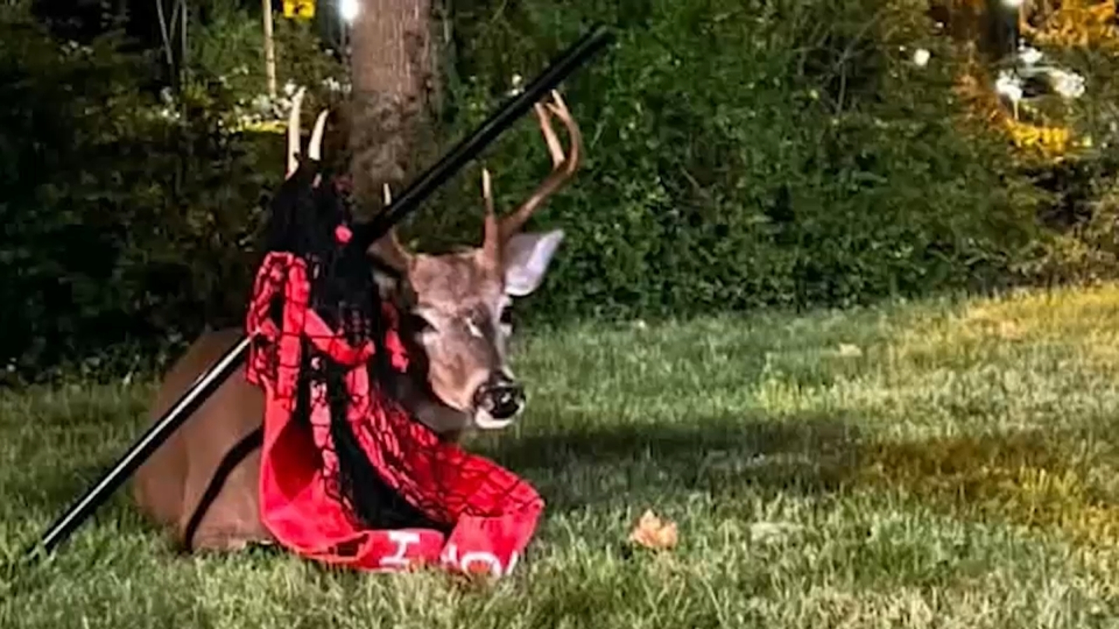 Deer with pole tangled in antlers draws concern from Midland Park, NJ residents