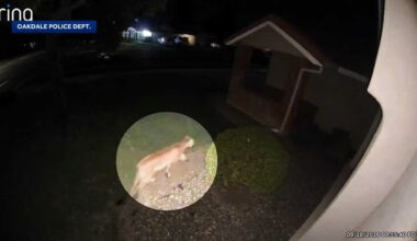 Mountain lion sighting in Oakdale prompts safety reminders