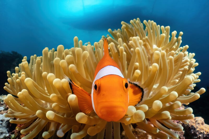 A bright orange clownfish with a white vertical stripe rests within the tentacles of a tan sea anemone underwater.