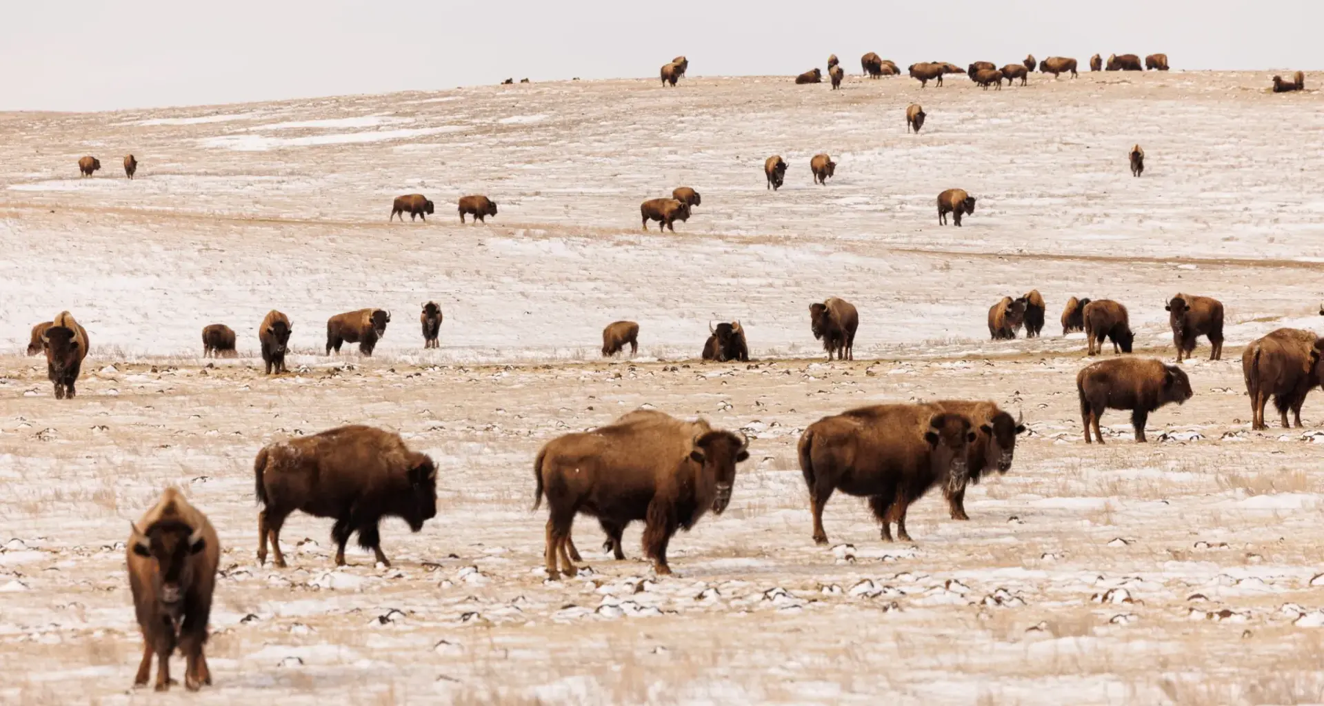 Montana drops bison lawsuit against Yellowstone National Park