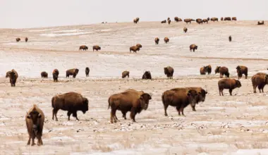 Montana drops bison lawsuit against Yellowstone National Park