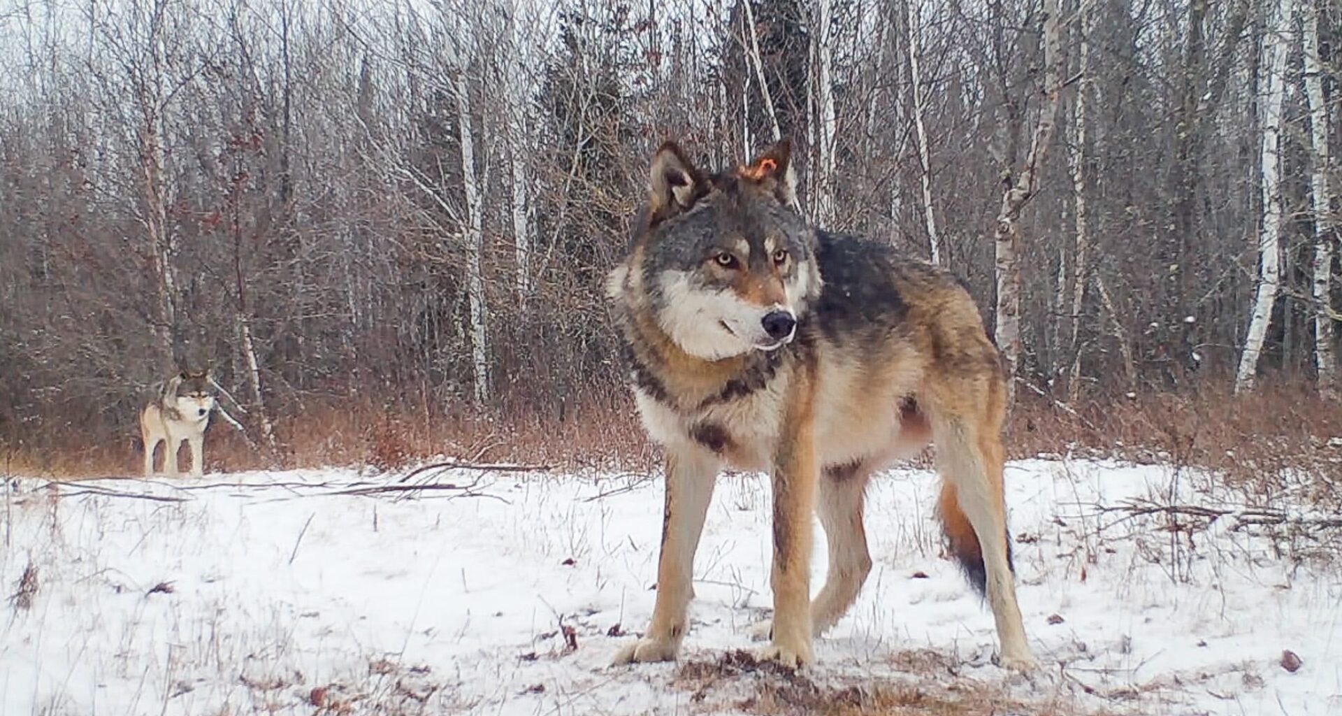 Trump signs executive order on wolf delisting