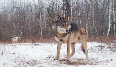Trump signs executive order on wolf delisting
