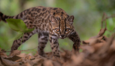 Leopardus tilcayo cat in Bolivia