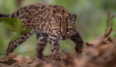 New species of wild cat discovered for first time in more than a century, researcher says