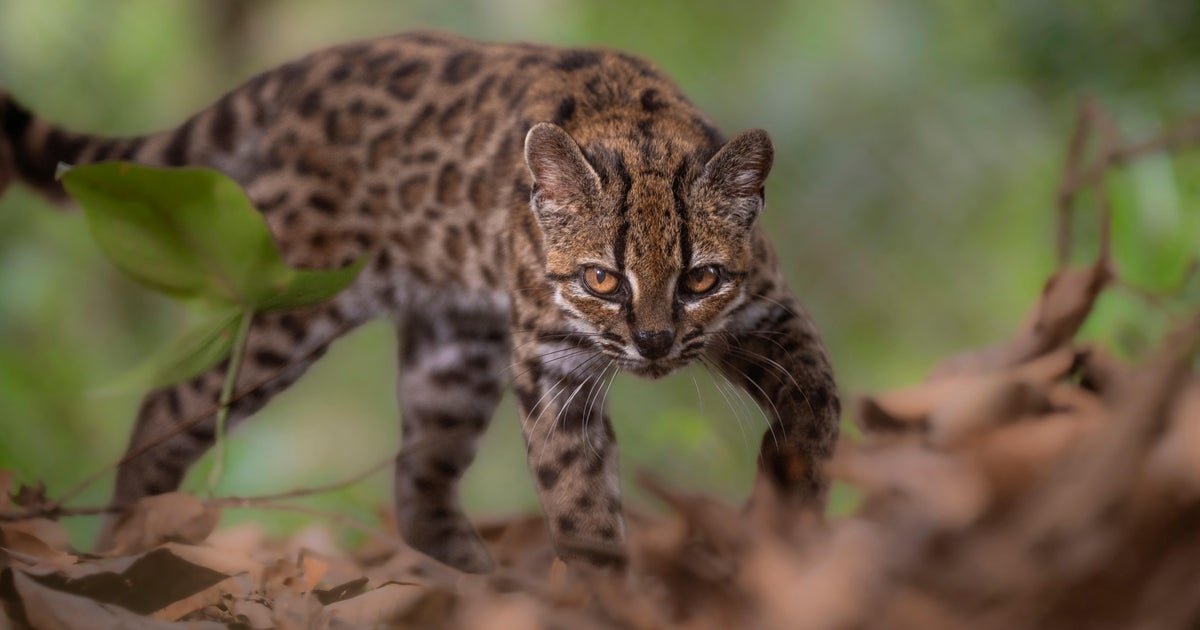Leopardus tilcayo cat in Bolivia