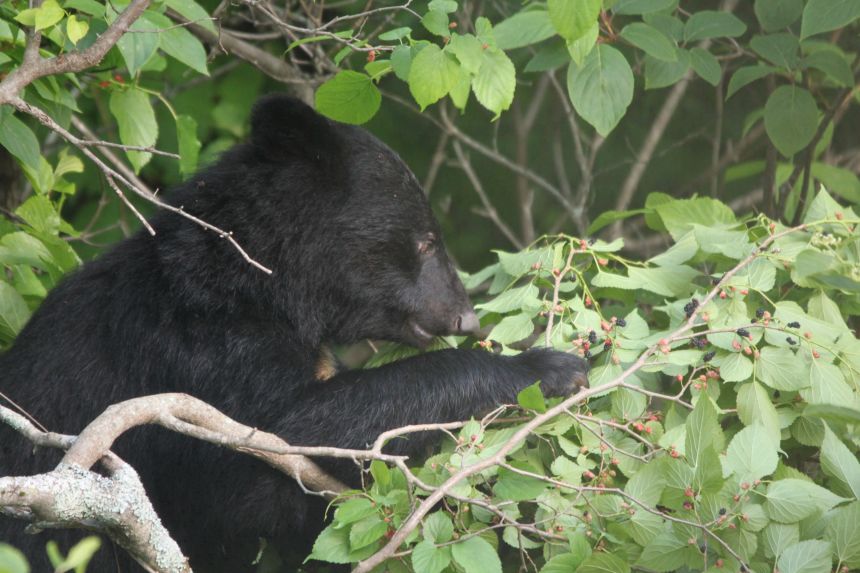 The Asiatic black bear population has drastically increased in Japan.