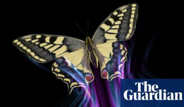 All of a flutter: how butterflies avoid being a predator’s lunch | Animal behaviour