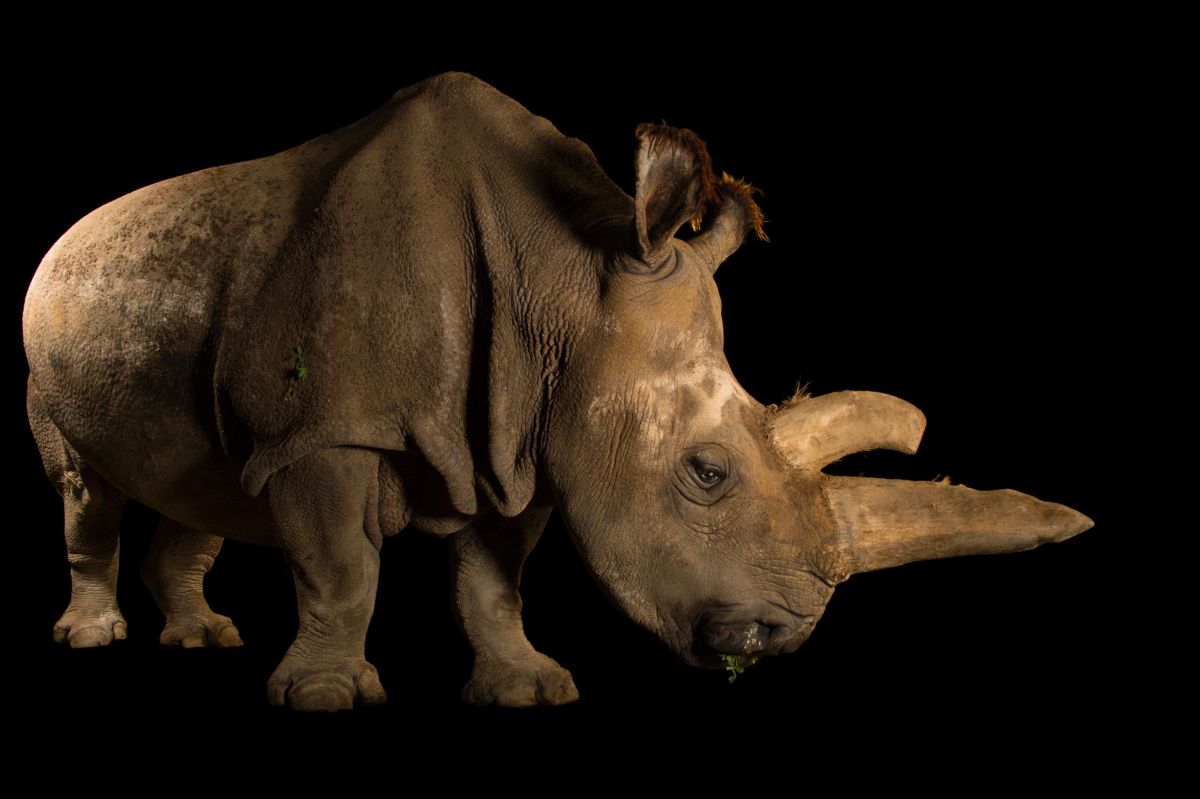 Sartore hopes that these evocative photos of creatures big and small will help inspire conservation action and wake people up to the crisis of extinction. <a href=
