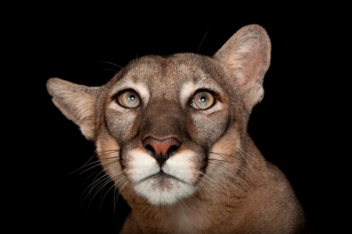 Sartore's studio photos of animals have won him a huge following. He has over 1.6 million followers on <a href=
