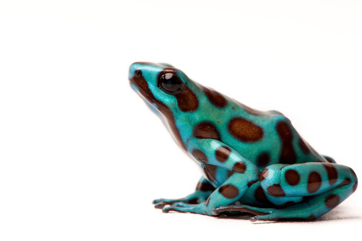 While big cats and primates often get the most publicity, Sartore makes sure there's a balance on his Instagram, and slips in the odd minnow or grasshopper among the furry charismatic mammals. Pictured here is a black and green poison dart frog in Everett, Washington.