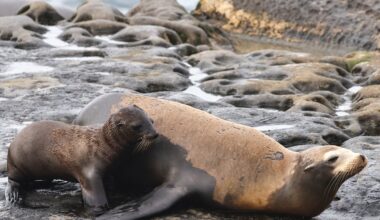Investigation launched after beheaded sea lion is found along San Francisco shore
