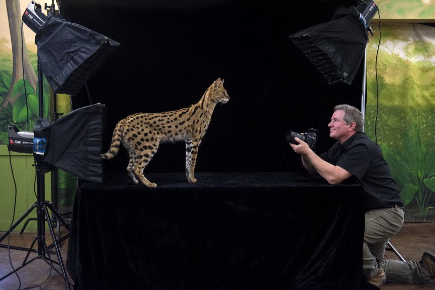 Joel Sartore photographs Johnny, a serval at the Lincoln Children’s Zoo, Nebraska.