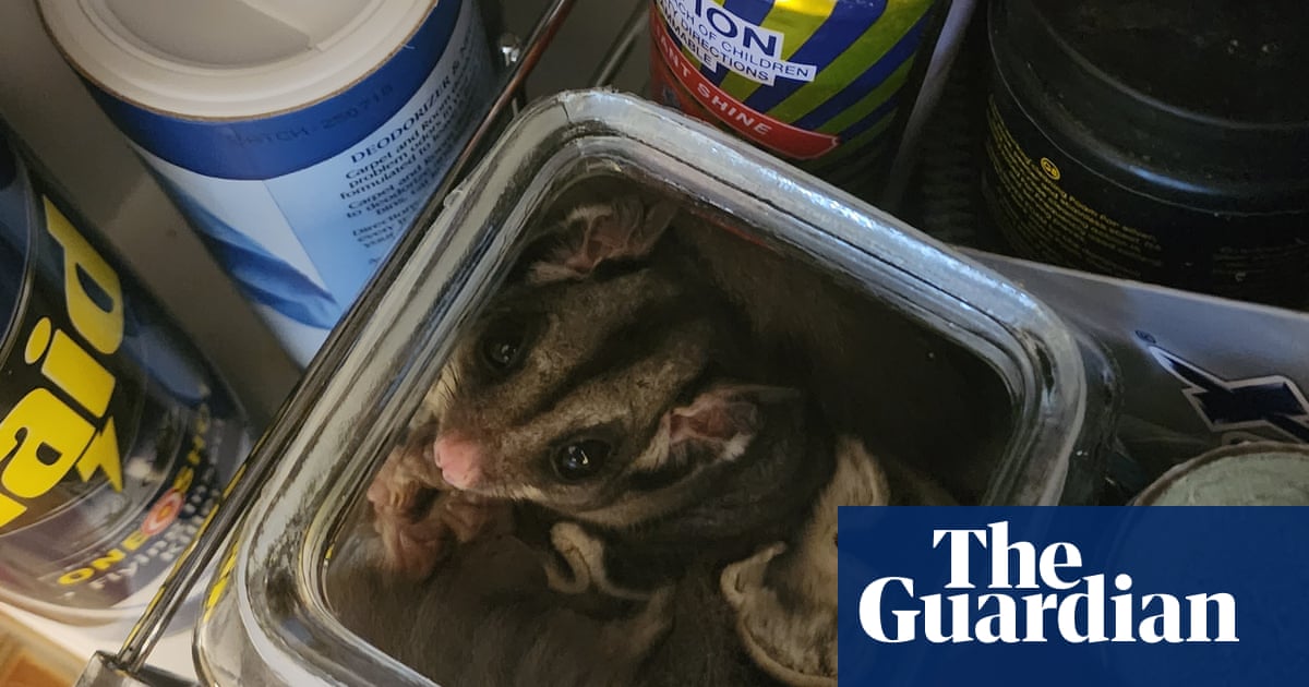 Possums in the roof, koalas in bed: study shows how animals resort to Australian homes after habitat loss | Animal welfare