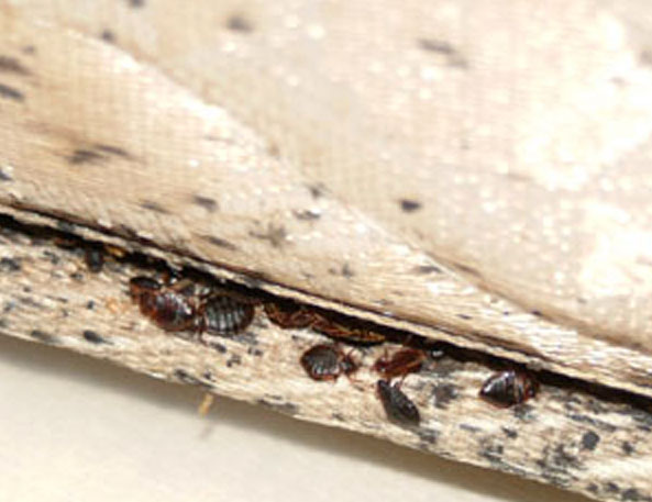 Virginia researchers bust myth about US bedbug resurgence in the 1990s - WTOP News