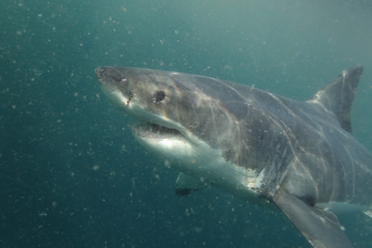 White shark