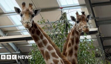 How do you move giraffes 180 miles to a new home? - BBC