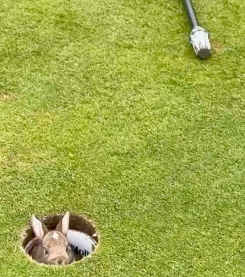 John Osborne made the discovery while he was doing his checks of the greens