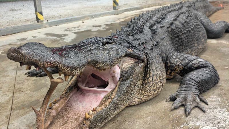 A nearly 13-foot alligator weighing about 600 pounds was the massive catch being recounted Tuesday, Sept. 22, 2026, by hunters who battled the reptile for about two hours along the Waccamaw River. (Credit: John Wayne Caulder)