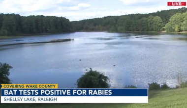 Bat rescued from drowning at Shelley Lake tests positive for rabies :: WRAL.com