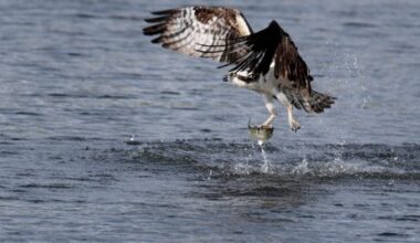 An osprey hunts for fish at the John Heinz National Wildlife Refuge at Tinicum in Philadelphia on Tuesday, May 6, 2025.