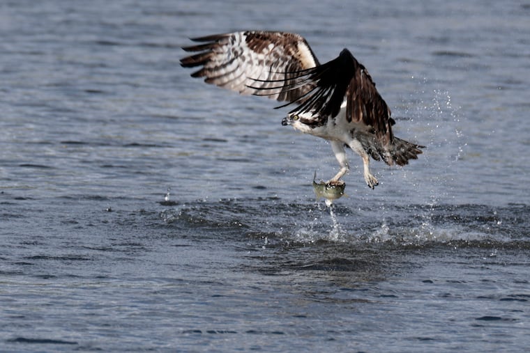 An osprey hunts for fish at the John Heinz National Wildlife Refuge at Tinicum in Philadelphia on Tuesday, May 6, 2025.