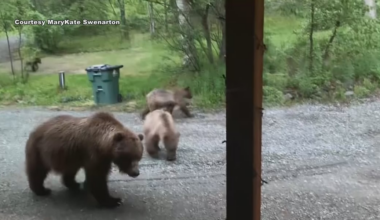 Fish and Game has killed 20 bears in the Anchorage area this year amid increased bear activity