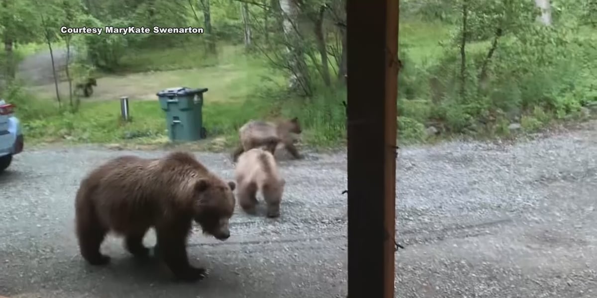 Fish and Game has killed 20 bears in the Anchorage area this year amid increased bear activity