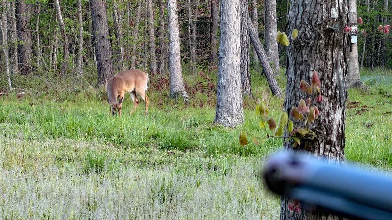 Research has found that bait can influence where deer spend their time and how they use their home ranges. Some previous studies have documented deer shifting core areas toward bait sites. (Photo: Richard Simms)