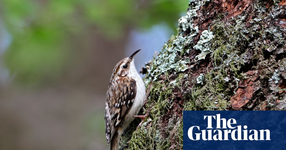 Country diary: I’m virtually living in the woods now. Wildlife is everywhere | Trees and forests