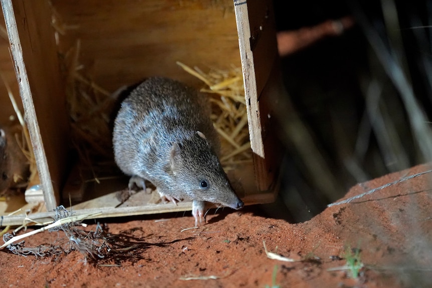 A golden bandicoot being released at Fort Grey as part of the Wild Deserts project.