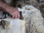 A man's hand holds a shearing tool as a sheep is shorn.
