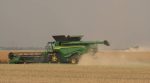 A combine harvests a crop west of Winnipeg. Farmers may choose to harvest grain tough when wet weather threatens, weighing the cost of drying against the risks of leaving the crop in the field. PHOTO: DON NORMAN