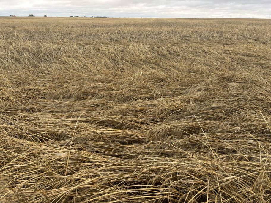 Durum flattened by heavy rain in Saskatchewan