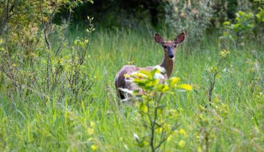 EHD virus detected in deer from 4 Michigan counties -- here’s what to know
